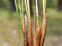 Juncus drummondii