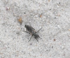 Anabarhynchus maritimus