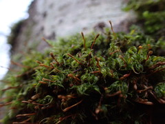 Ulota megalospora