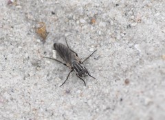 Anabarhynchus maritimus