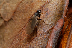 Diptera