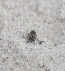 Anabarhynchus maritimus