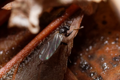 Diptera