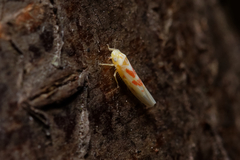 Cicadellidae