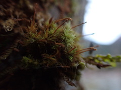 Ulota obtusiuscula
