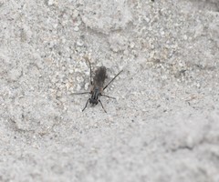 Anabarhynchus maritimus