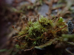Ulota obtusiuscula