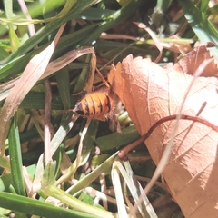 Vespula structor