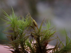 Ulota obtusiuscula