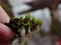 Ulota megalospora