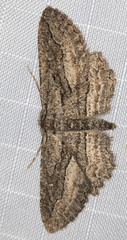Aethaloida packardaria