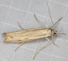 Agriphila attenuatus
