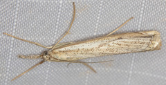 Agriphila attenuatus