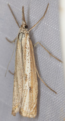 Agriphila attenuatus