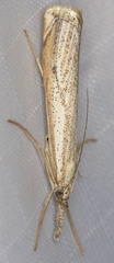 Agriphila attenuatus