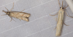 Agriphila biothanatalis