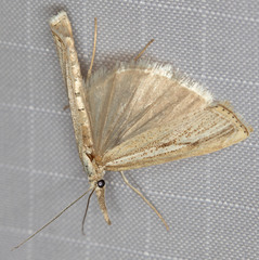 Agriphila biothanatalis