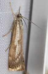 Agriphila biothanatalis