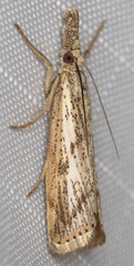 Agriphila biothanatalis