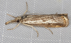 Agriphila biothanatalis