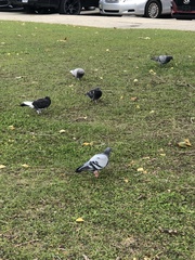 Columba livia domestica