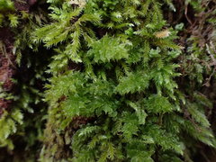 Plagiomnium venustum