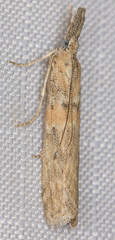 Ancylosis undulatella