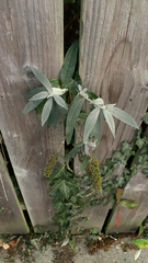 Buddleja davidii