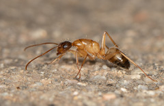 Camponotus semitestaceus