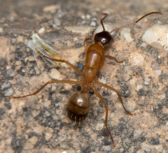 Camponotus semitestaceus