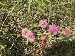 Mimosa microphylla