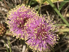 Mimosa microphylla