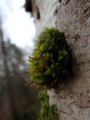 Ulota obtusiuscula