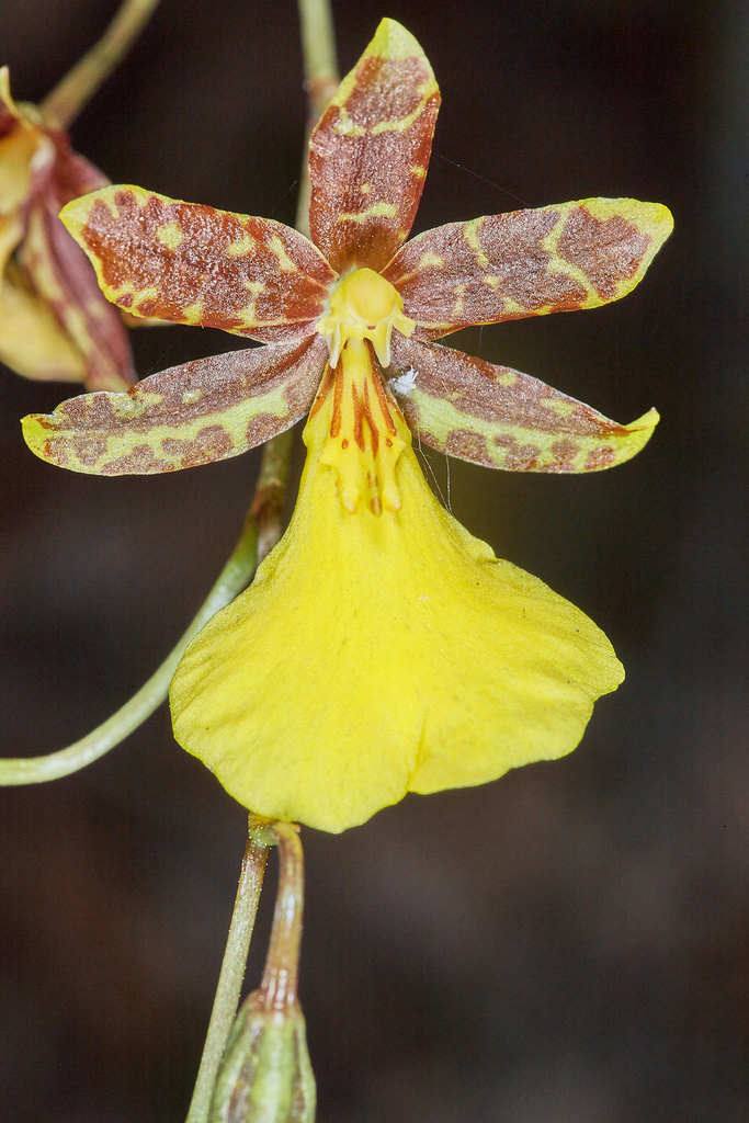 Oncidium graminifolium