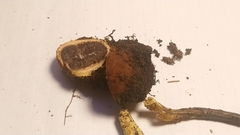 Elaphomyces muricatus