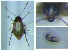 Longitarsus pratensis