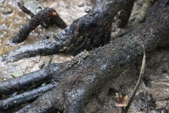 Periophthalmus variabilis