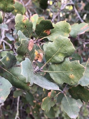 Quercus × macdonaldii