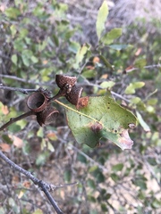 Quercus × macdonaldii