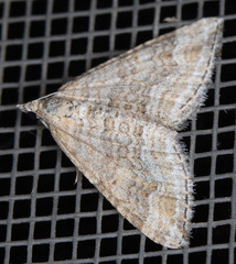 Perizoma custodiata