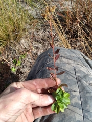Liatrinae