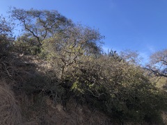 Quercus × macdonaldii