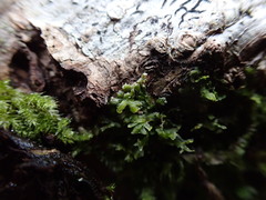Metzgeria consanguinea