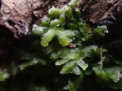 Metzgeria consanguinea