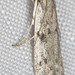 White-edged Phycitodes Moth - Photo (c) Paul G. Johnson, some rights reserved (CC BY-NC-SA), uploaded by Paul G. Johnson