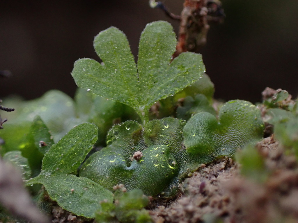 Athyrium filix-femina, Squamish, BC, Canada