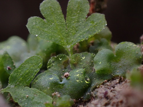 Athyrium filix-femina