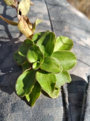 Liatrinae
