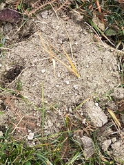 Poronia punctata