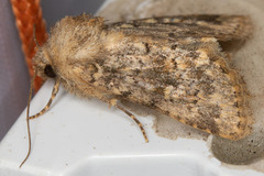 Pseudobryomima fallax